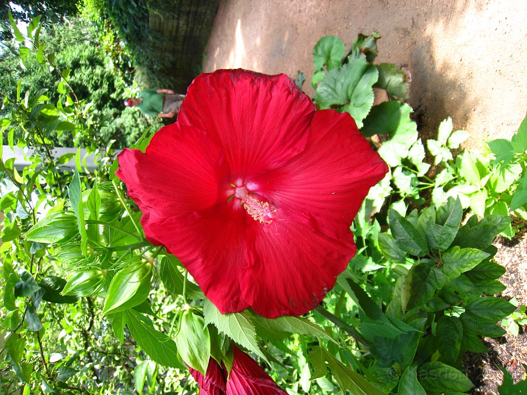 Botanical Gardens 2010 0370.jpg - The Chicago Botanic Gardens. Wear comfortable shoes, and be prepared to enjoy the landscape for a day.